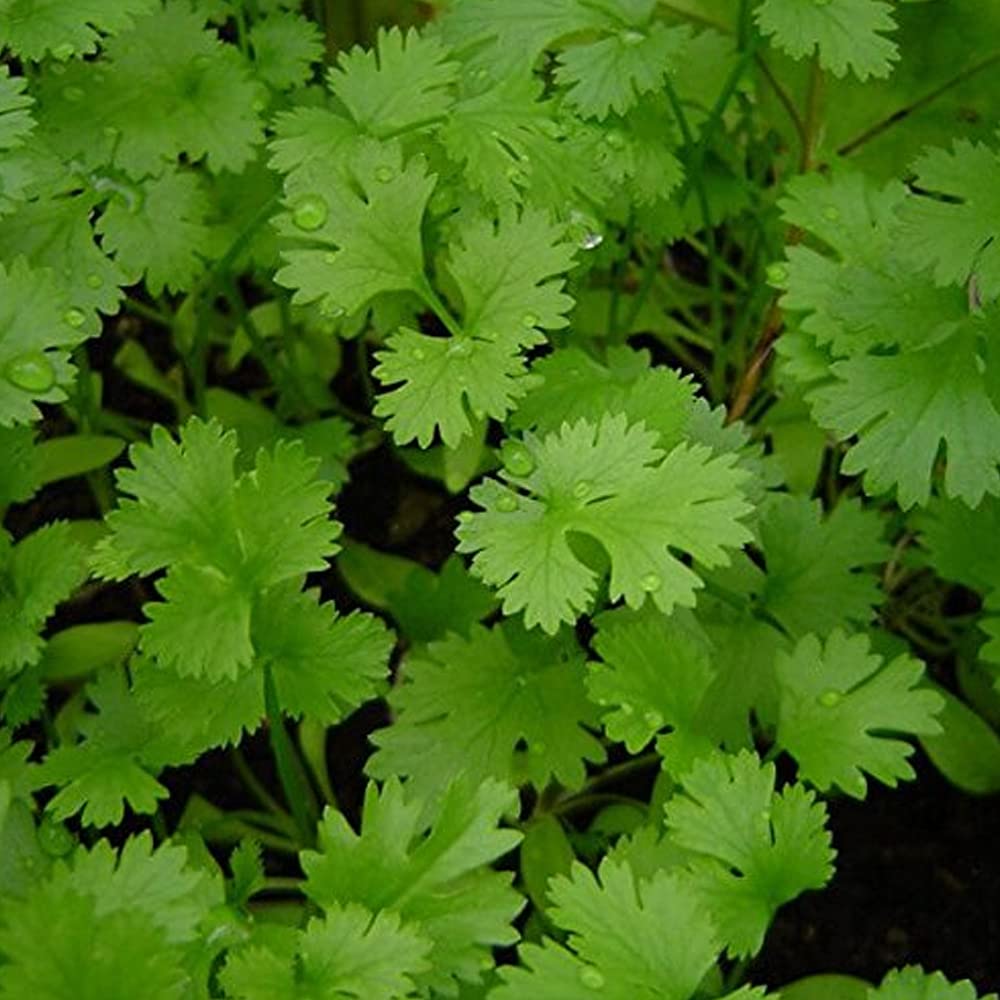 Coriander