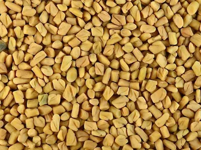 Fenugreek