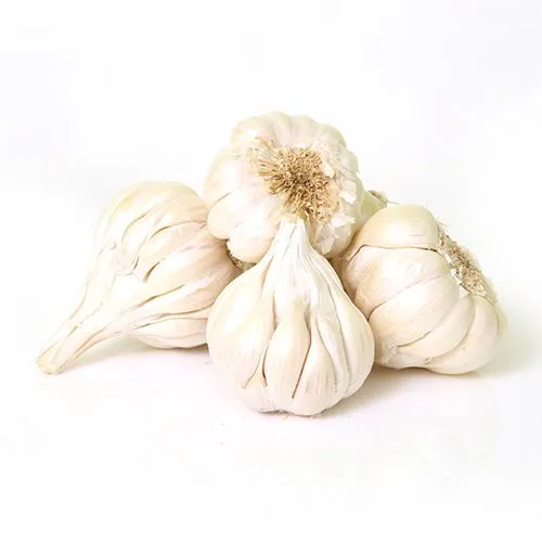 Garlic